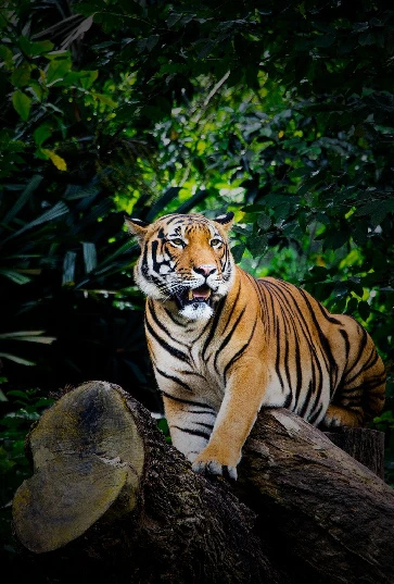 Central India