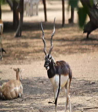 Wildlife Safari in Rajaji National Park, Haridwar