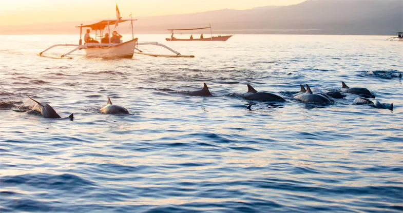 Dolphins in the River Image