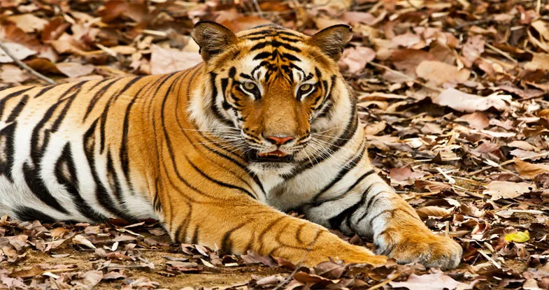 Raja ji National Park, Uttrakhand Image