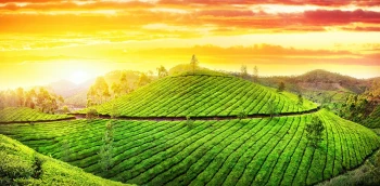 Magical Kerala Journey