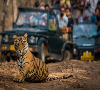 Central India Wildlife Tour with Stay at Taj Lodges