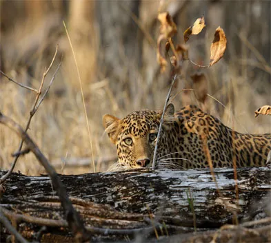 Tiger Safari in Central India with Taj Mahal