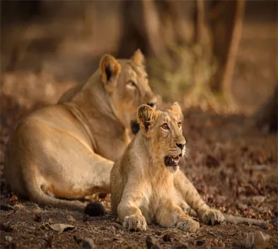 Private Wildlife Jeep Safari in Gujarat