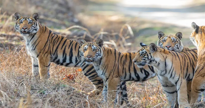 Wild Tigers at National Park Image